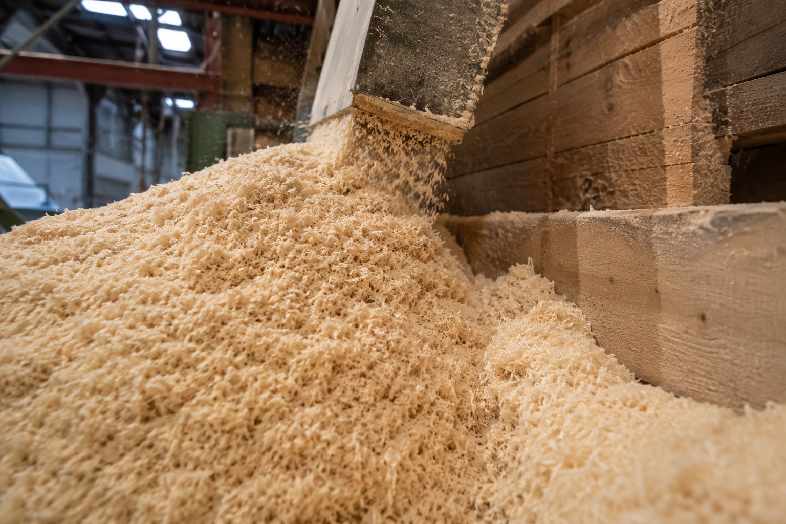 Sciure de résineux fraîche en gros plan — matière première des granulés BFC Pellets
